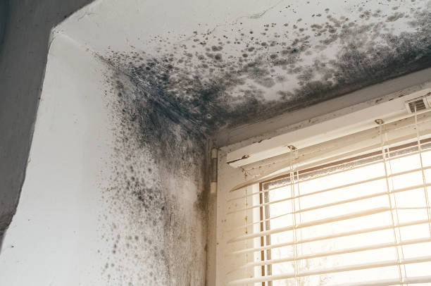 Affordable Mold Remediation solutions in Winburne, PA